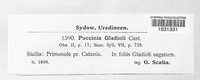 Puccinia gladioli image